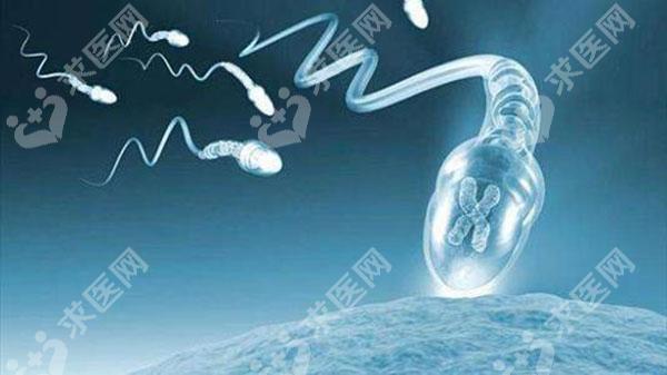 精子异常试管婴儿技术怎么样?