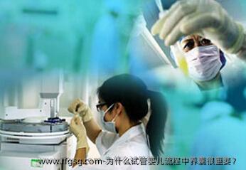 为什么试管婴儿流程中养囊很重要？