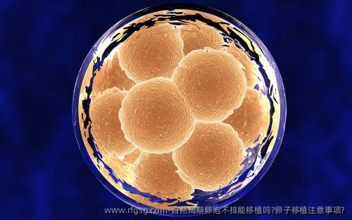 自然周期卵泡不排能移植吗?卵子移植注意事项?