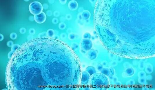 三代试管移植分裂二个胚胎是不是容易胎停?双胞胎不容易