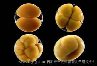 石家庄三代试管婴儿费用多少?