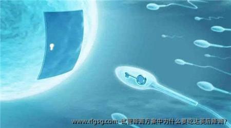 试管降调方案中为什么要吃达英后降调?
