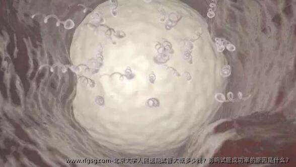 北京大学人民医院试管大概多少钱？影响试管成功率的原因是什么？
