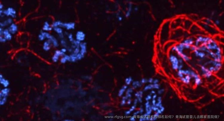 青海省试管机构排名如何？青海试管婴儿去哪家医院做？