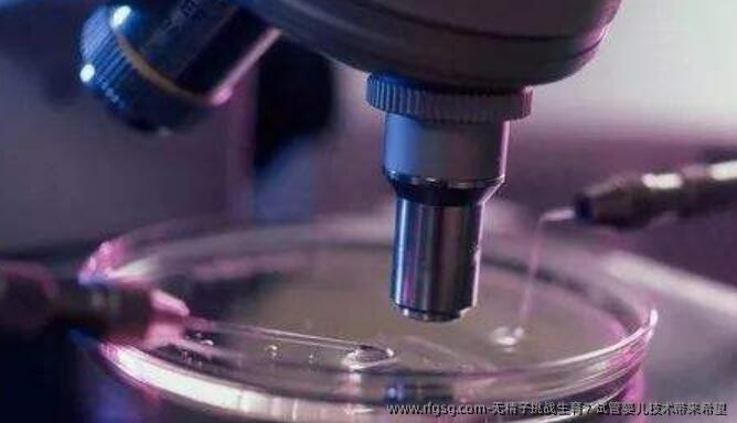 无精子挑战生育？试管婴儿技术带来希望