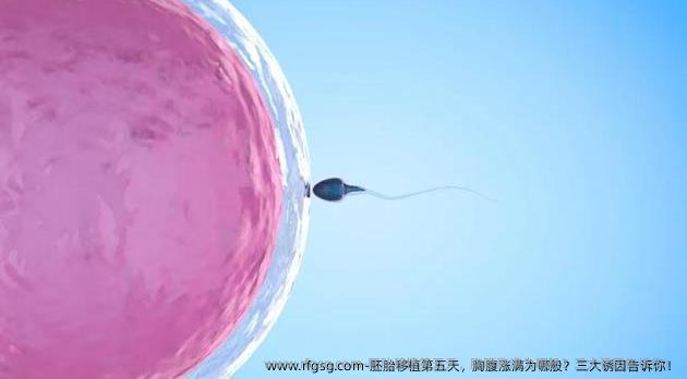 胚胎移植第五天，胸腹涨满为哪般？三大诱因告诉你！