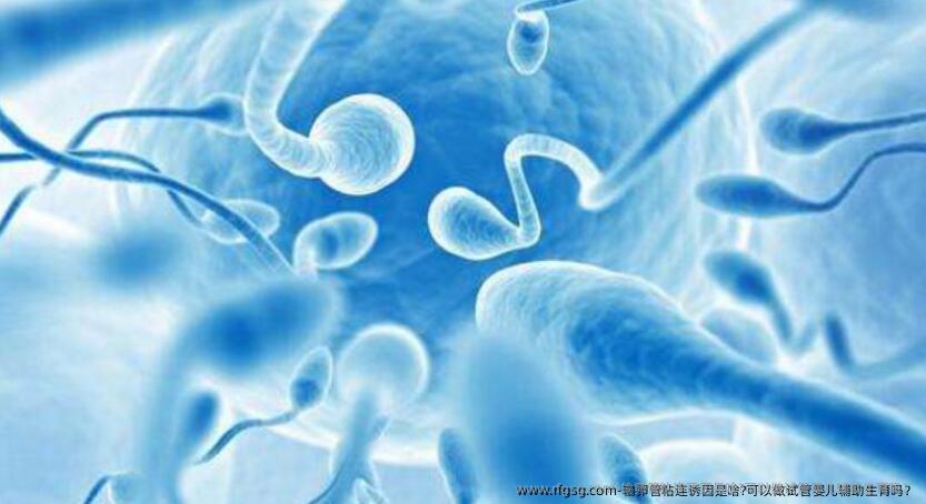 输卵管粘连诱因是啥?可以做试管婴儿辅助生育吗？