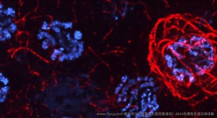 都匀市三代试管婴儿医院靠谱吗？2024年费用及成功率详解