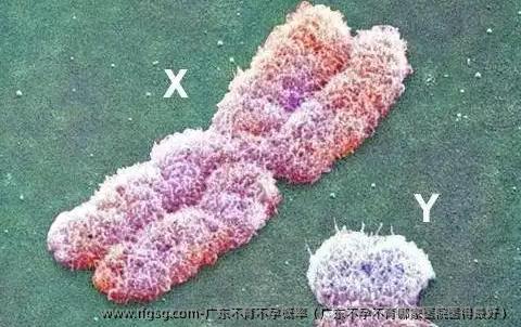广东不育不孕概率（广东不孕不育哪家医院医得最好）