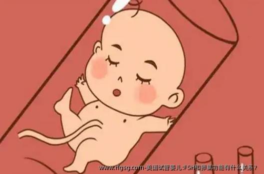 美国试管婴儿:FSH和卵巢功能有什么关系？