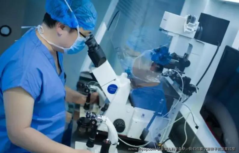 试管婴儿科学备孕：我们也要了解卵子的发育过程 
