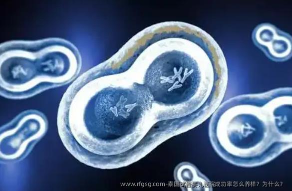 泰国试管婴儿医院成功率怎么养样？为什么？ 