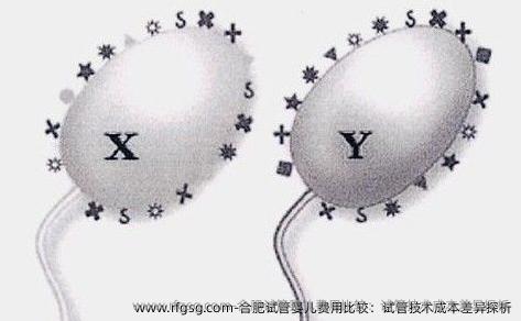 合肥试管婴儿费用比较：试管技术成本差异探析