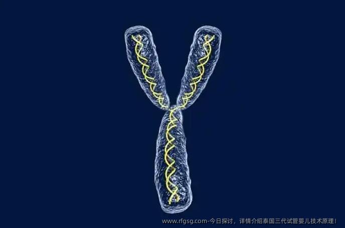 今日探讨，详情介绍泰国三代试管婴儿技术原理！