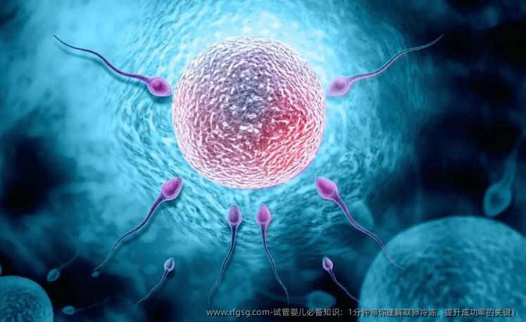 试管婴儿必备知识：1分钟带你理解取卵冷冻，提升成功率的关键！