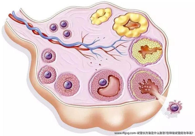 试管长方案是什么意思?怎样做试管成功率高?