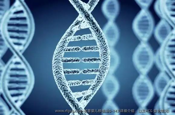 试管婴儿移植后0-14天详细介绍，以及HCG 变化情况！ 