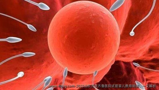 2025山东大学齐鲁医院试管婴儿费用明细，一文解析