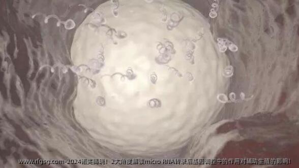 2024诺奖揭晓！2大角度解读micro RNA转录后基因调控中的作用对辅助生殖的影响！