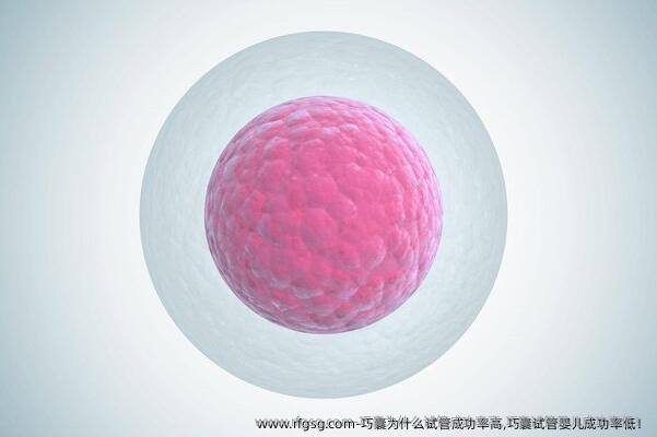 巧囊为什么试管成功率高,巧囊试管婴儿成功率低！