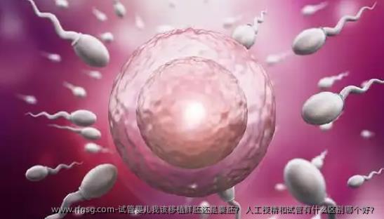 试管婴儿我该移植鲜胚还是囊胚？ 人工授精和试管有什么区别哪个好？