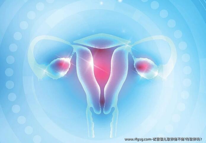 试管婴儿取卵痛不痛?有取卵吗？