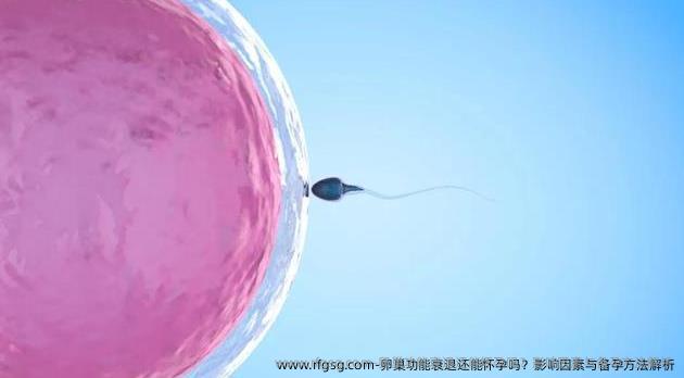 卵巢功能衰退还能怀孕吗？影响因素与备孕方法解析