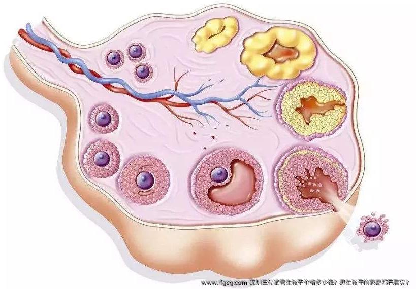 深圳三代试管生孩子价格多少钱？想生孩子的家庭都已看完？