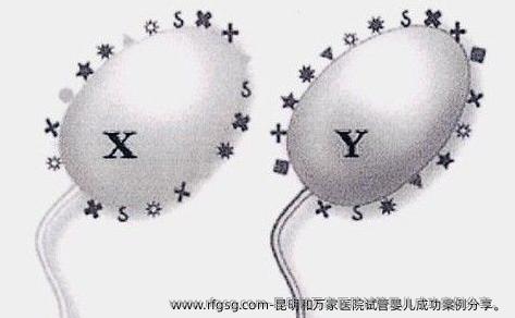 昆明和万家医院试管婴儿成功案例分享