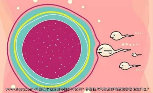 养囊技术和普通移植有何区别？养囊技术和普通移植效果需要注意什么？