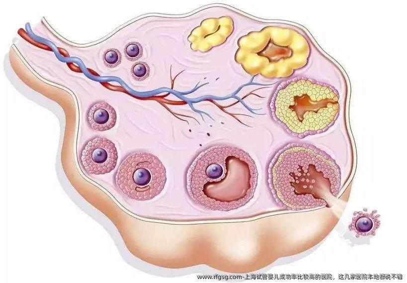 上海试管婴儿成功率比较高的医院，这几家医院本地都说不错