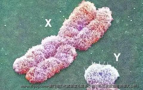澳门做三代试管婴儿需多少钱？私立医院费用明细大公开！