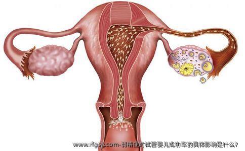 弱精症对试管婴儿成功率的具体影响是什么？