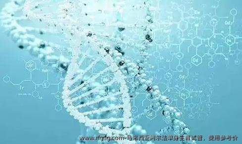 马来西亚阿尔法单身生育试管，费用参考价
