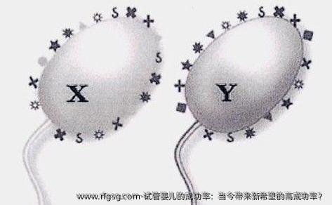试管婴儿的成功率：当今带来新希望的高成功率？