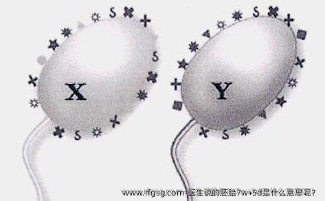 医生说的胚胎7w+5d是什么意思呢？