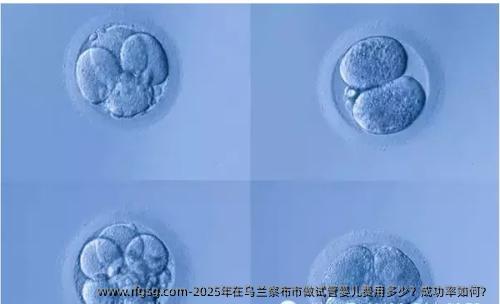 2025年在乌兰察布市做试管婴儿费用多少？成功率如何？