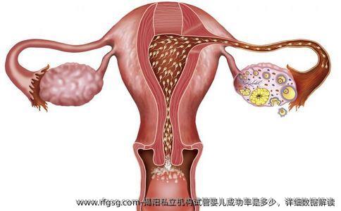 揭阳私立机构试管婴儿成功率是多少，详细数据解读