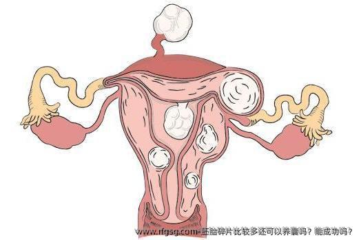 胚胎碎片比较多还可以养囊吗？能成功吗？