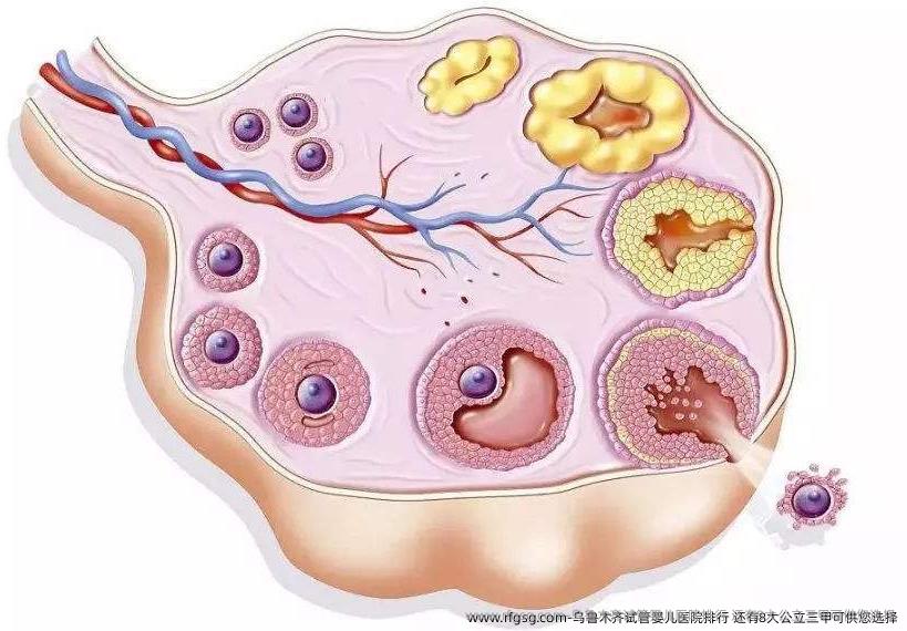 乌鲁木齐试管婴儿医院排行 还有8大公立三甲可供您选择