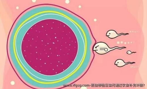 胚胎移植后如何通过饮食补充叶酸?