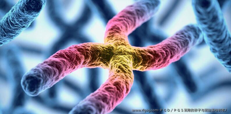 ＰＧＤ／ＰＧＳ采用的卵子与胚胎活检时机？