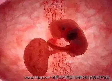 试管手术前如何调理身体改善卵子质量