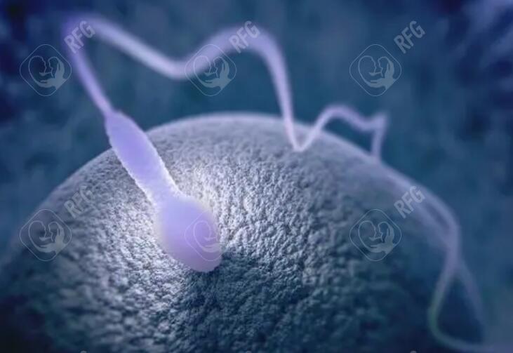 三代试管婴儿移植前有鼻炎可以吃药吗？鼻炎会影响胚胎发育吗？